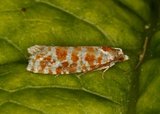Rhyacionia pinicolana (Orange-spotted Shoot)