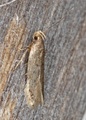 Hofmannophila pseudospretella (Frømøll)