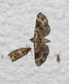 Eupithecia linariata (Torskemunndvergmåler)