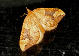 Eulithis populata (Northern Spinach)
