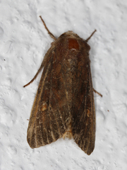 Lacanobia oleracea (Hagelundfly)