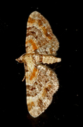 Eupithecia pulchellata (Revebjelledvergmåler)