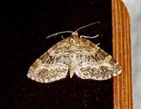 Pterapherapteryx sexalata (Small Seraphim)