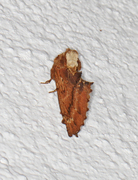 Ptilodon capucina (Kameltannspinner)