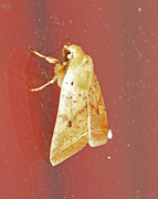 Agrochola macilenta (Rettlinjet høstfly)
