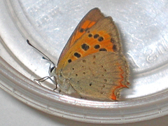 Lycaena phlaeas (Ildgullvinge)