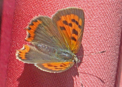 Lycaena phlaeas (Small Copper)