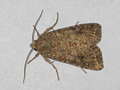 Anarta trifolii (Kløverheifly)