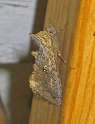 Syngrapha interrogationis (Skogmetallfly)