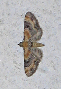 Eupithecia linariata (Torskemunndvergmåler)