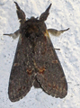 Notodonta dromedarius (Dromedartannspinner)