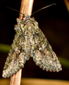 Dryobotodes eremita (Grått eikefly)