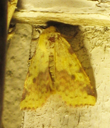 Xanthia togata (Fiolettbåndet gulfly)