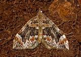 Dysstroma citrata (Dark Marbled Carpet)