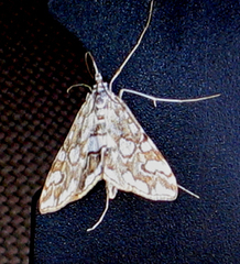 Elophila nymphaeata (Flekkdammott)