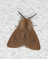 Diaphora mendica (Muslin Moth)