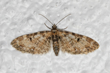Eupithecia irriguata