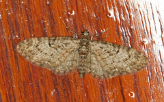 Eupithecia dodoneata (Eikedvergmåler)