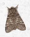 Drymonia ruficornis (Lunar Marbled Brown)