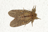 Peridea anceps (Great Prominent)