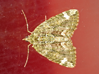 Chloroclysta siterata (Red-green Carpet)