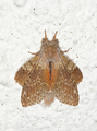 Stauropus fagi (Lobster Moth)