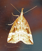 Hypena rostralis (Buttoned Snout)