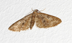 Eupithecia abbreviata (Vårdvergmåler)