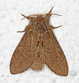 Notodonta torva (Large Dark Prominent)