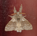 Calliteara pudibunda (Pale Tussock)