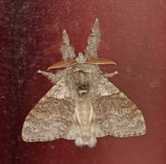 Calliteara pudibunda (Pale Tussock)