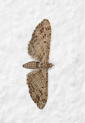 Eupithecia exiguata (Strekdvergmåler)