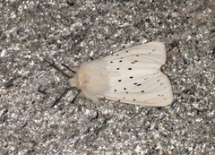 Spilosoma lubricipeda (White Ermine)