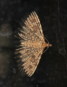 Alucita hexadactyla (Kaprifolfingermøll)