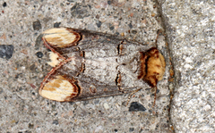 Phalera bucephala (Buff-tip)