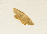 Cabera exanthemata (Common Wave)