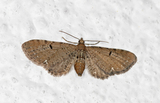Eupithecia absinthiata (Brun dvergmåler)