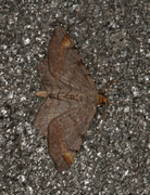 Macaria liturata (Tawny-barred Angle)