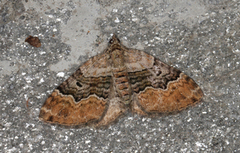 Xanthorhoe quadrifasiata (Large Twin-spot Carpet)