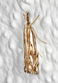 Catoptria falsella (Chequered Grass-veneer)