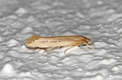 Limnaecia phragmitella (Dunkjevleglansmøll)
