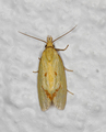 Agapeta hamana (Hook-marked Straw Moth)