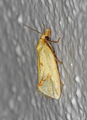 Agapeta hamana (Hook-marked Straw Moth)