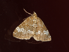Perizoma alchemillata (Small Rivulet)
