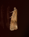 Celypha striana (Løvetannprydvikler)
