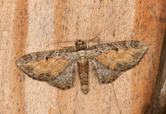 Eupithecia icterata (Rustdvergmåler)