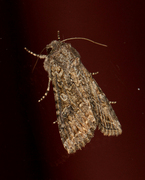 Anarta trifolii (Kløverheifly)