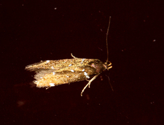 Argolamprotes micella (Bright Neb)