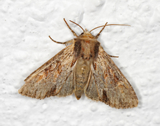 Apamea crenata (Kileengfly)
