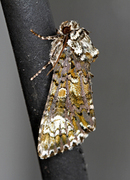 Craniophora ligustri (Askekveldfly)